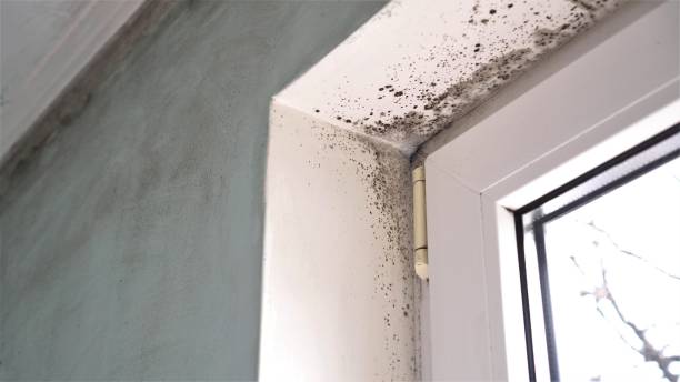 Why You Should Choose Our Mold Remediation Services in Hacienda Heights, CA